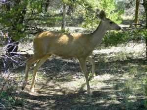 hert (deer) | Black Canyon of the Gunnison National Park
